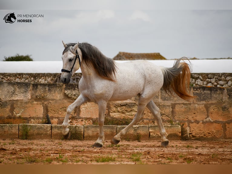 Andalusier Mix Hengst 14 Jahre 163 cm Schimmel in Menorca