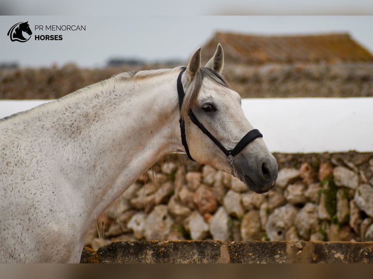 Andalusier Mix Hengst 14 Jahre 163 cm Schimmel in Menorca