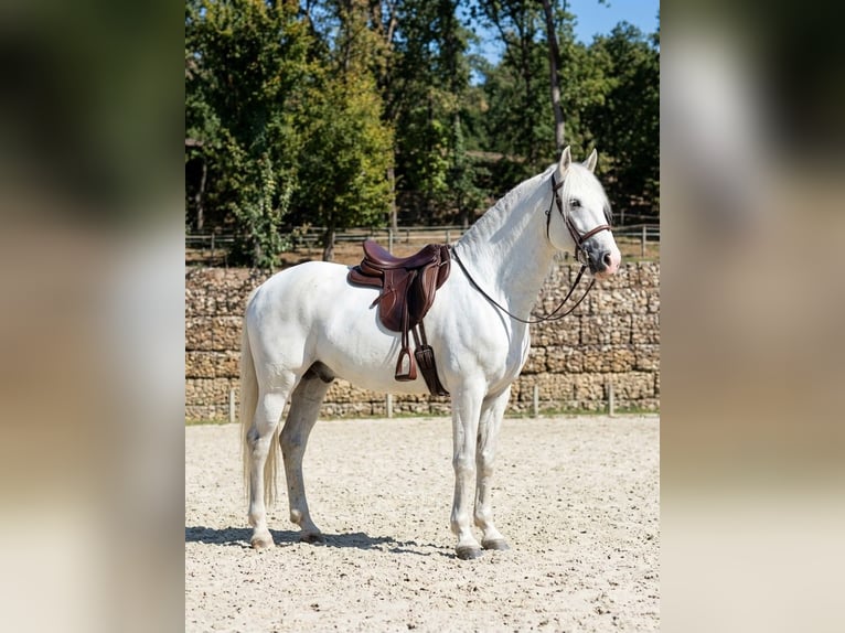 Andalusier Hengst 14 Jahre Apfelschimmel in Timişoara