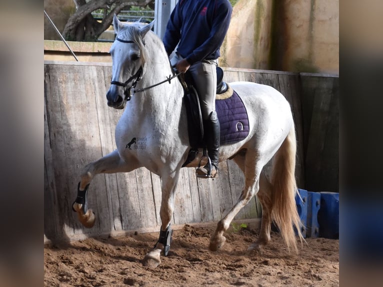 Andalusiër Hengst 15 Jaar 160 cm Schimmel in Mallorca