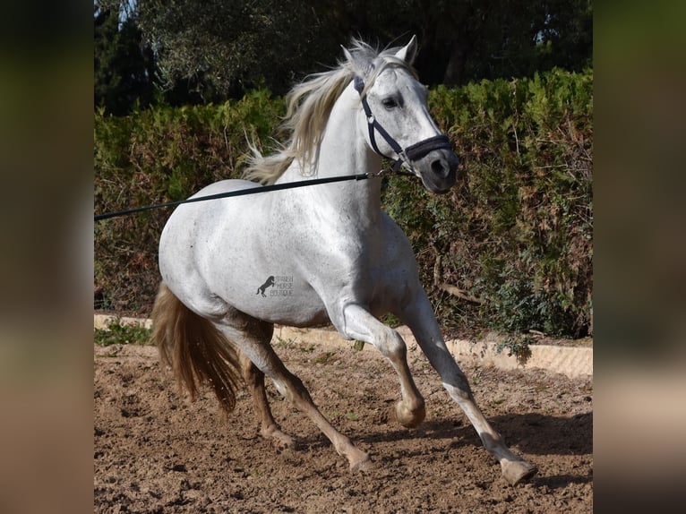 Andalusiër Hengst 15 Jaar 160 cm Schimmel in Mallorca