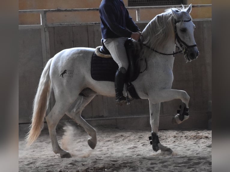 Andalusiër Hengst 15 Jaar 160 cm Schimmel in Mallorca