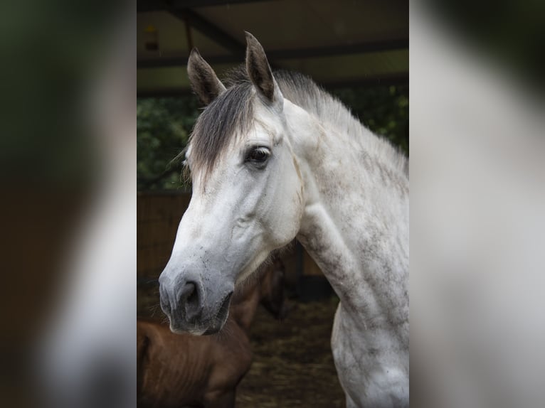 Andalusiër Hengst 15 Jaar 167 cm Schimmel in Guimarães