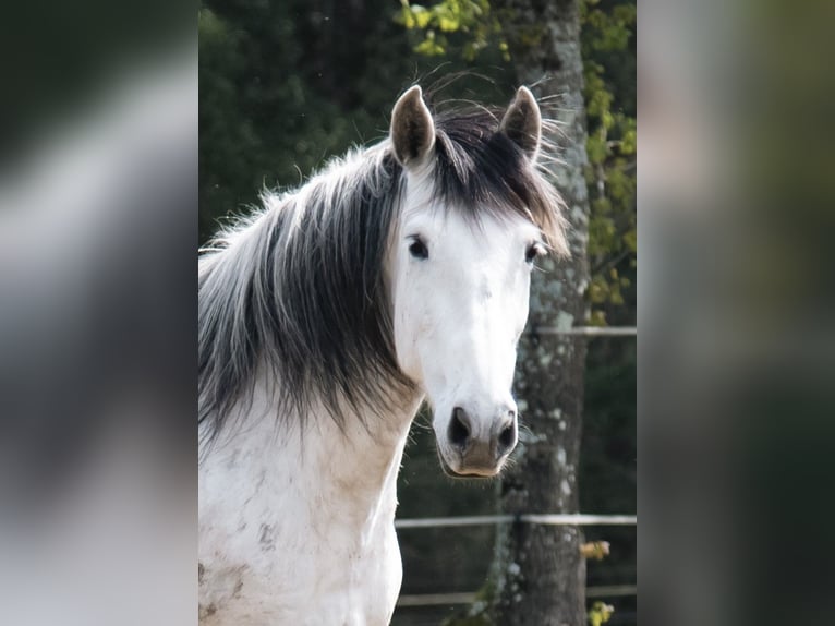 Andalusiër Hengst 15 Jaar 167 cm Schimmel in Guimarães