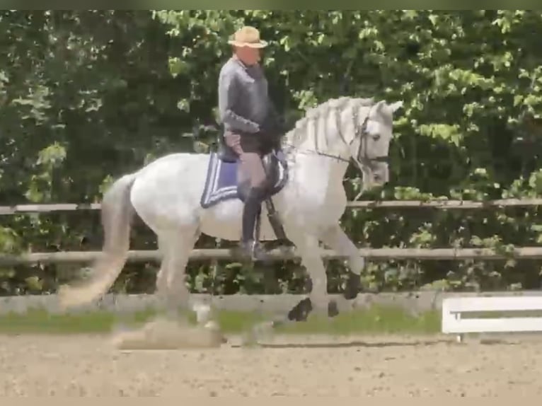 Andalusier Hengst 15 Jahre 162 cm Schimmel in Wien, DonaustadtWien