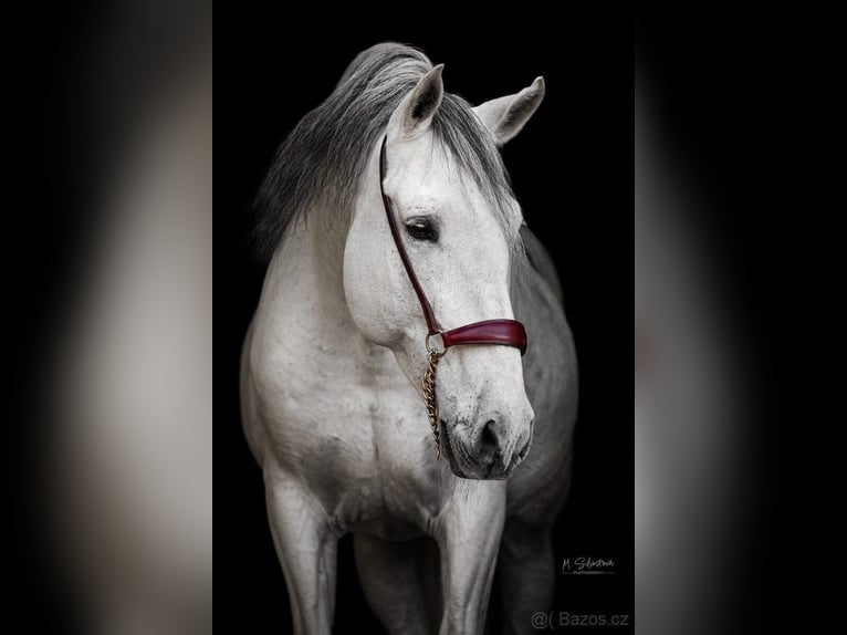 Andalusier Hengst 15 Jahre White in Hybrálec