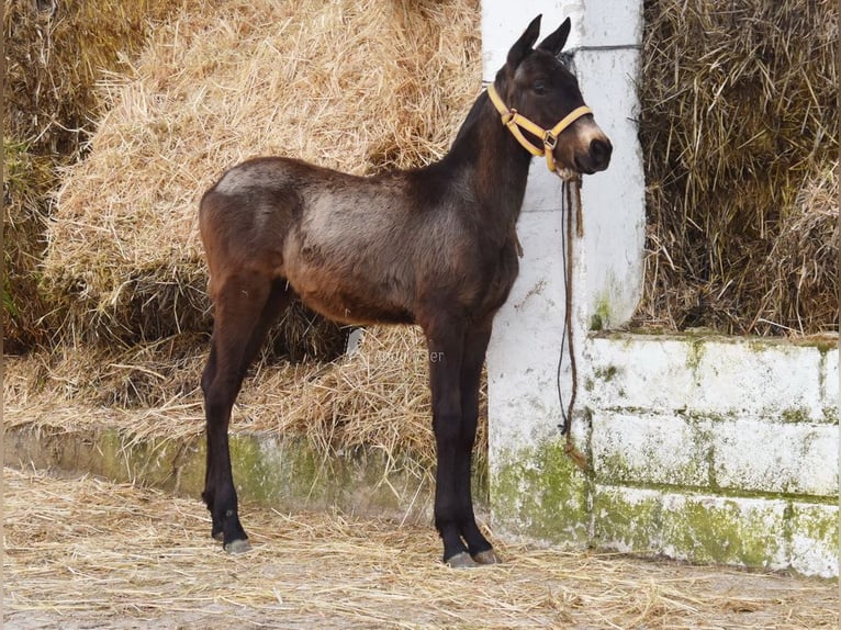 Andalusiër Hengst 1 Jaar 120 cm  in Provinz Cordoba
