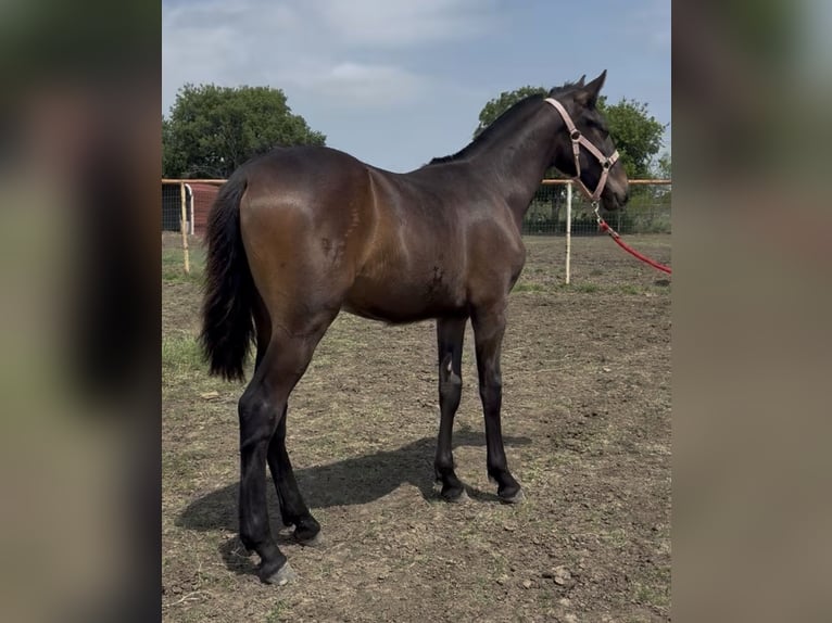 Andalusiër Mix Hengst 1 Jaar 142 cm Donkerbruin in Venus
