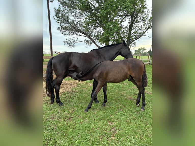 Andalusiër Mix Hengst 1 Jaar 142 cm Donkerbruin in Venus
