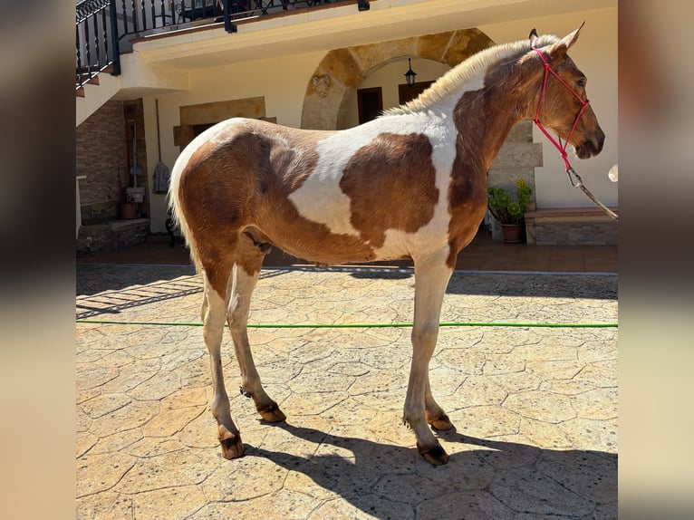 Andalusiër Hengst 1 Jaar 145 cm Gevlekt-paard in Llano (Luena)