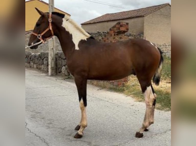 Andalusiër Hengst 1 Jaar 150 cm Gevlekt-paard in Carde&#xF1;a