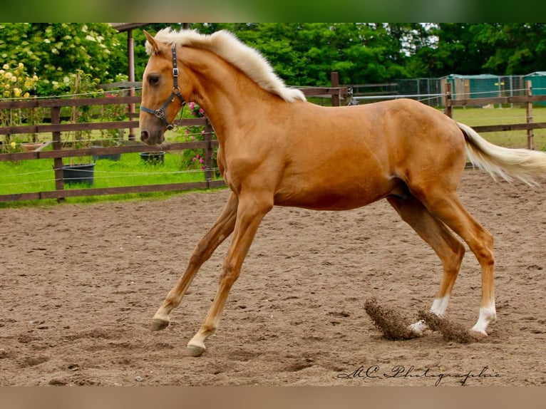 Andalusiër Hengst 1 Jaar 150 cm Palomino in Polenz