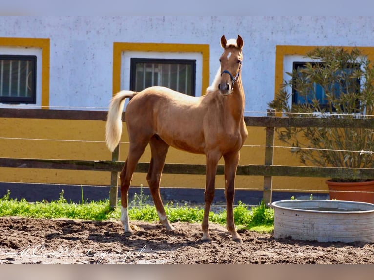 Andalusiër Hengst 1 Jaar 150 cm Palomino in Polenz