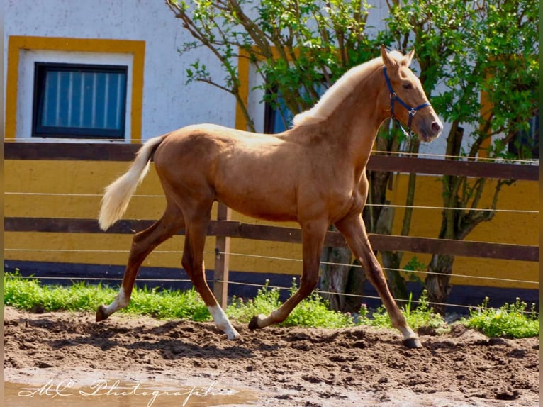 Andalusiër Hengst 1 Jaar 150 cm Palomino in Polenz