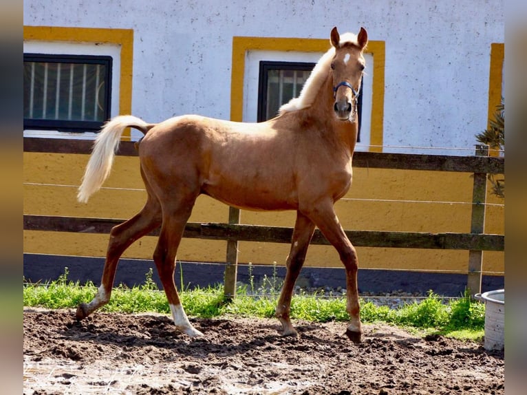 Andalusiër Hengst 1 Jaar 150 cm Palomino in Polenz