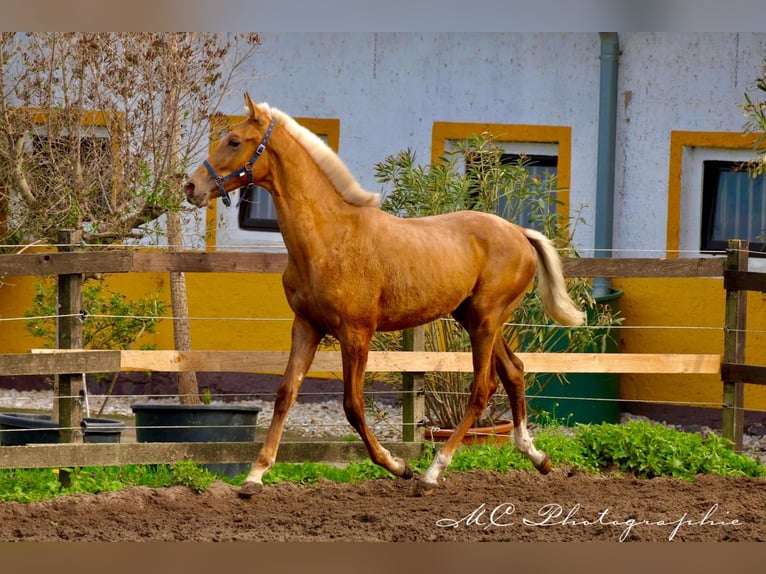 Andalusiër Hengst 1 Jaar 150 cm Palomino in Polenz