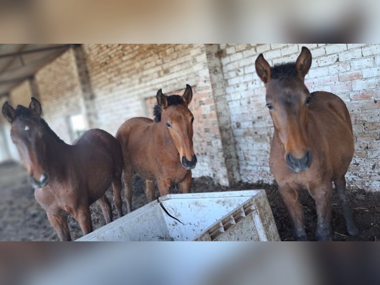 Andalusiër Hengst 1 Jaar 155 cm  in Almonte
