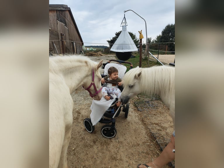 Andalusiër Hengst 1 Jaar 158 cm Perlino in Waldeck