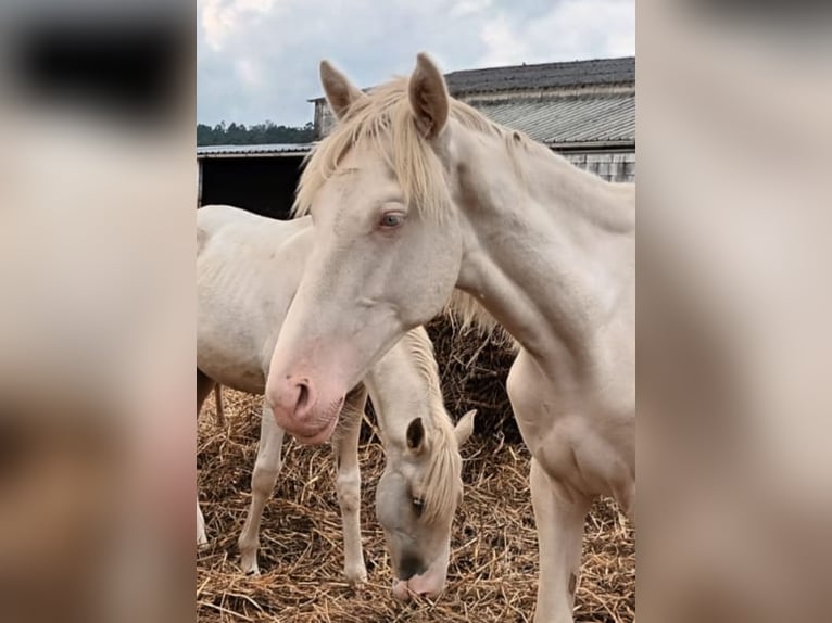 Andalusiër Hengst 1 Jaar 160 cm Gevlekt-paard in Martfeld