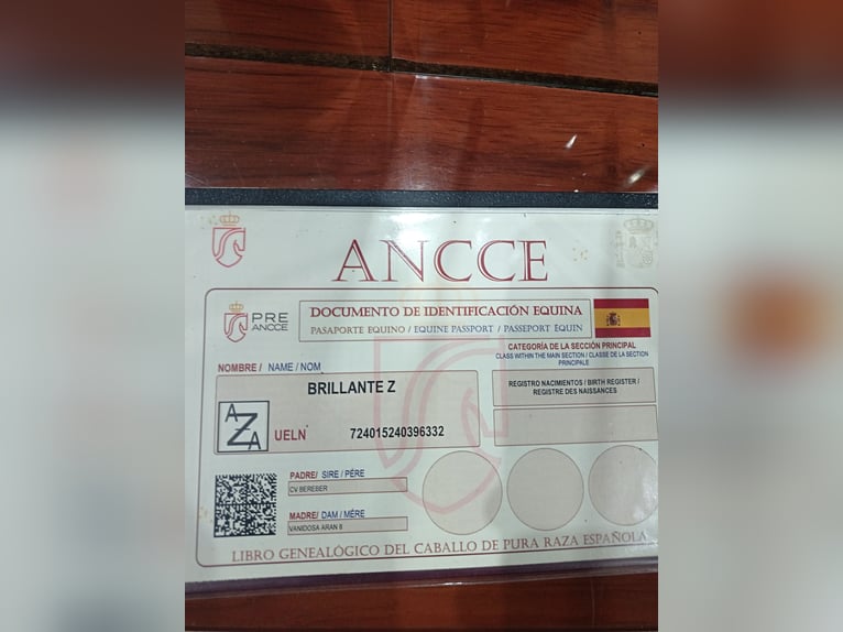 Andalusiër Hengst 1 Jaar 160 cm Roodbruin in Alcaraz