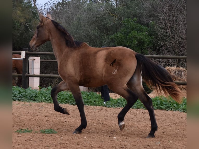 Andalusiër Hengst 1 Jaar 160 cm Schimmel in Mallorca