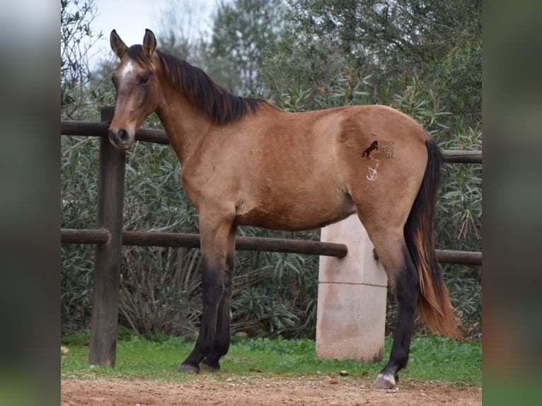 Andalusiër Hengst 1 Jaar 160 cm Schimmel in Mallorca