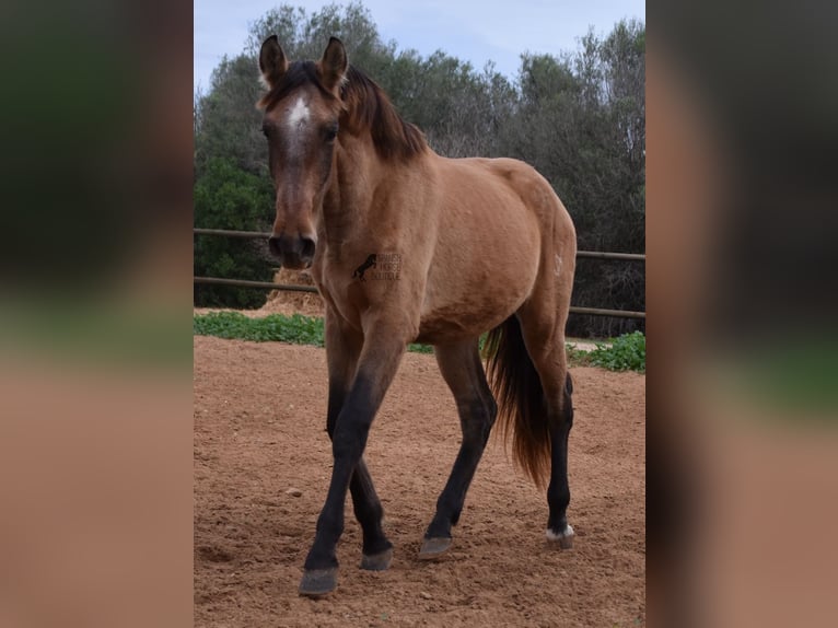 Andalusiër Hengst 1 Jaar 160 cm Schimmel in Mallorca