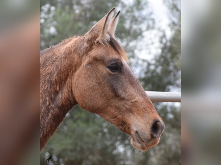 Andalusiër Hengst 1 Jaar 160 cm Schimmel in Mallorca