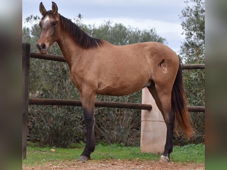 Andalusiër Hengst 1 Jaar 160 cm Schimmel in Mallorca