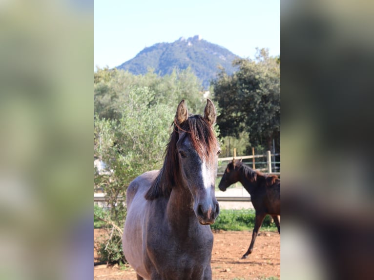 Andalusiër Hengst 1 Jaar 160 cm Schimmel in Felanitx