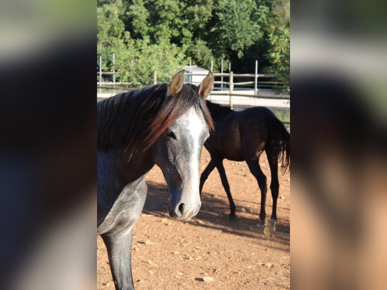 Andalusiër Hengst 1 Jaar 160 cm Schimmel in Felanitx