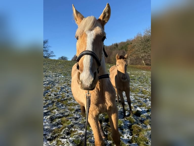 Andalusiër Mix Hengst 1 Jaar 163 cm Palomino in Birkenfeld