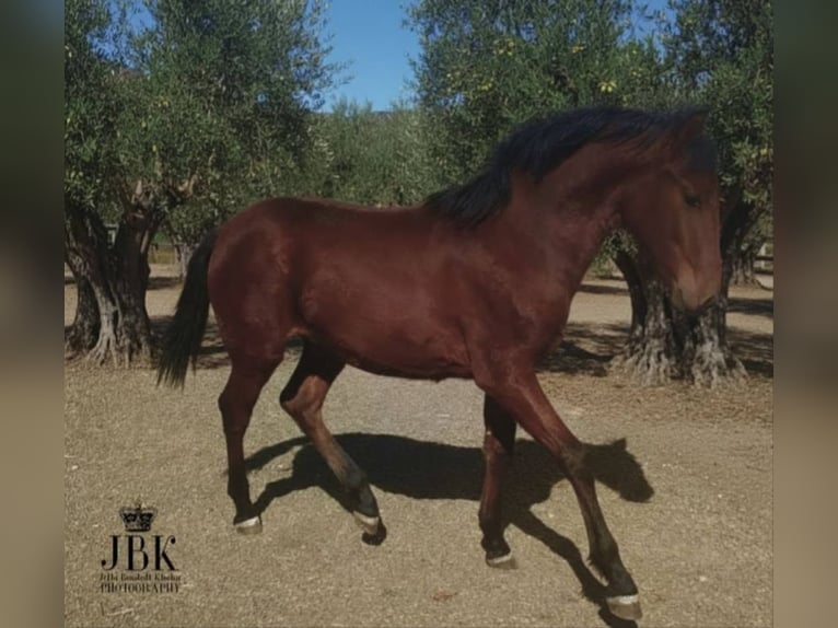 Andalusiër Hengst 1 Jaar 164 cm Bruin in Tabernas Almeria