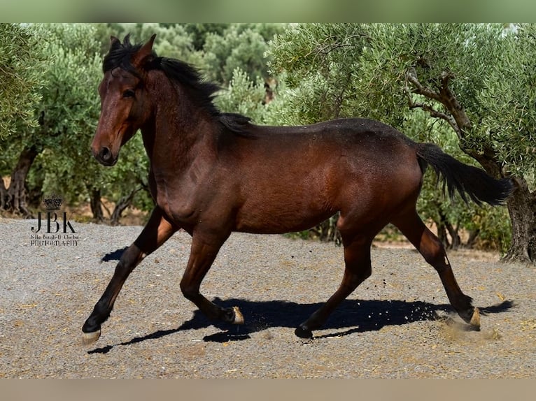 Andalusiër Hengst 1 Jaar 164 cm Bruin in Tabernas Almeria