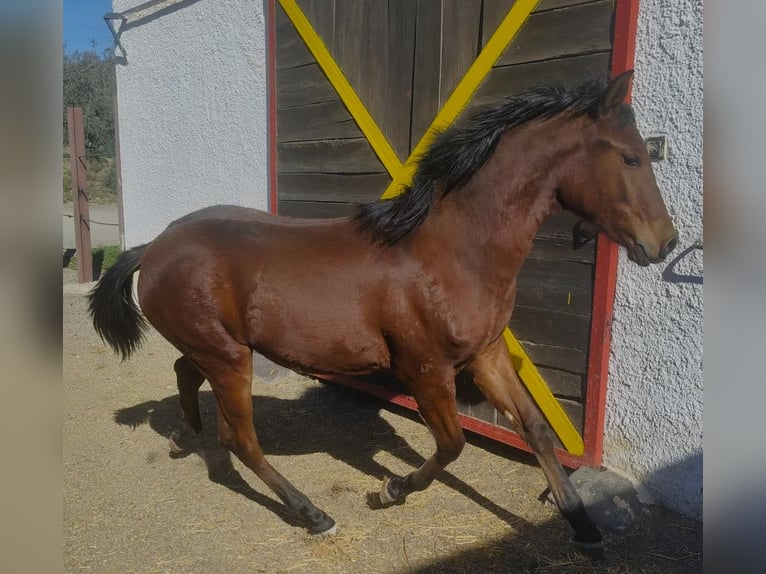 Andalusiër Hengst 1 Jaar 164 cm Bruin in Tabernas Almeria