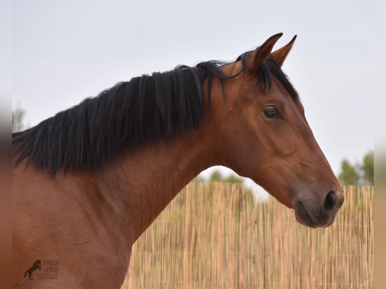 Andalusiër Hengst 1 Jaar 165 cm Bruin in Mallorca