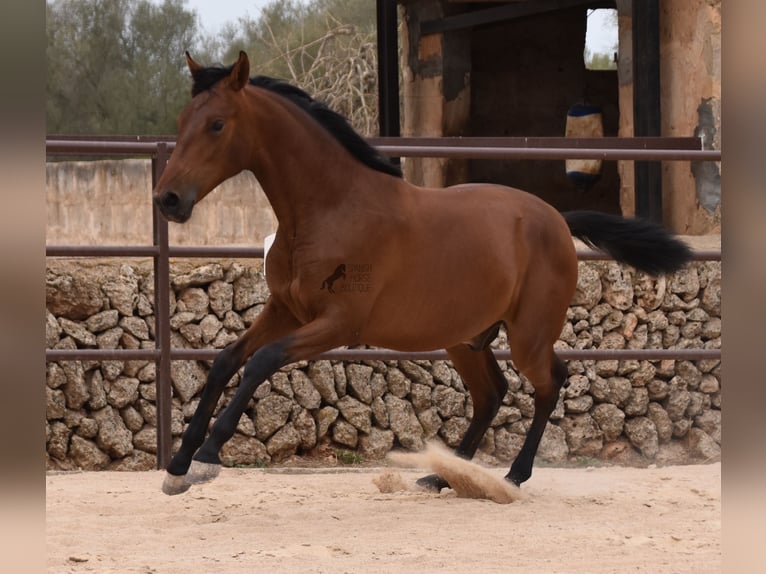 Andalusiër Hengst 1 Jaar 165 cm Bruin in Mallorca