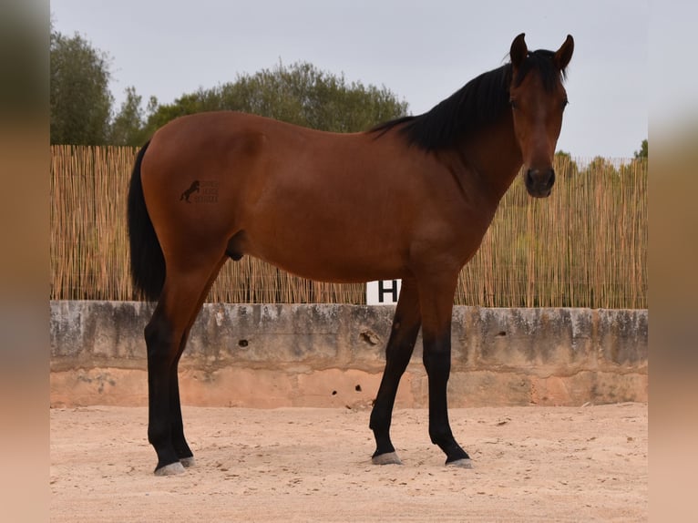 Andalusiër Hengst 1 Jaar 165 cm Bruin in Mallorca