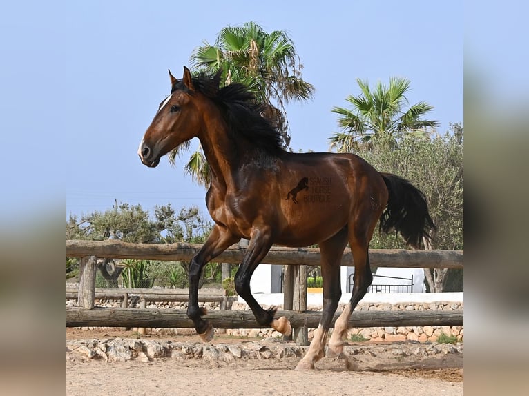 Andalusiër Hengst 1 Jaar 165 cm Bruin in Menorca