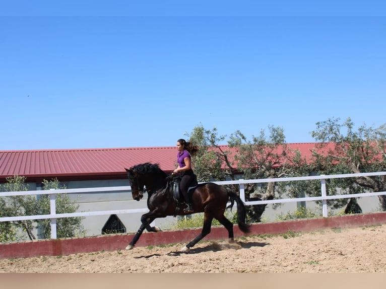 Andalusiër Mix Hengst 1 Jaar 165 cm Roan-Bay in Gers