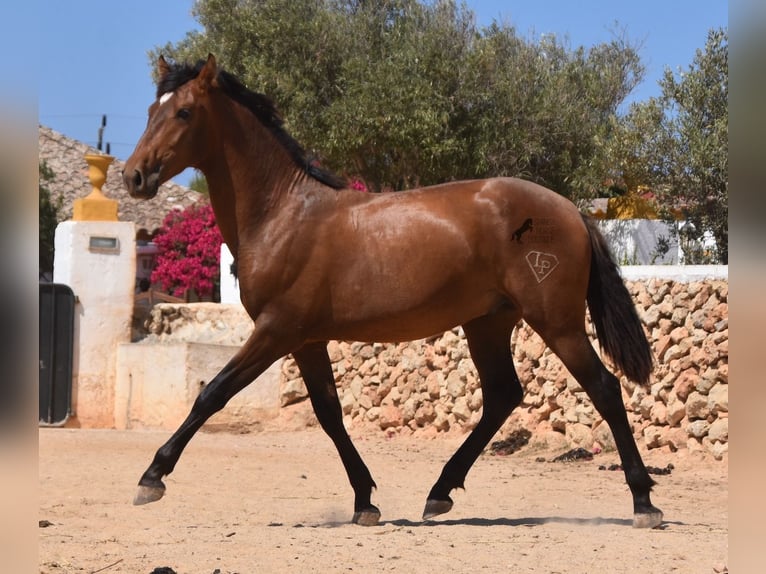 Andalusiër Hengst 1 Jaar 166 cm Bruin in Menorca