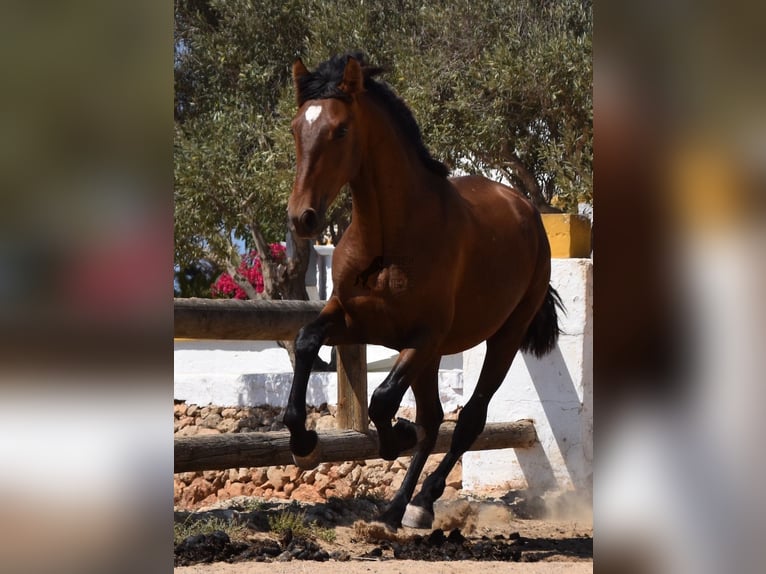 Andalusiër Hengst 1 Jaar 166 cm Bruin in Menorca