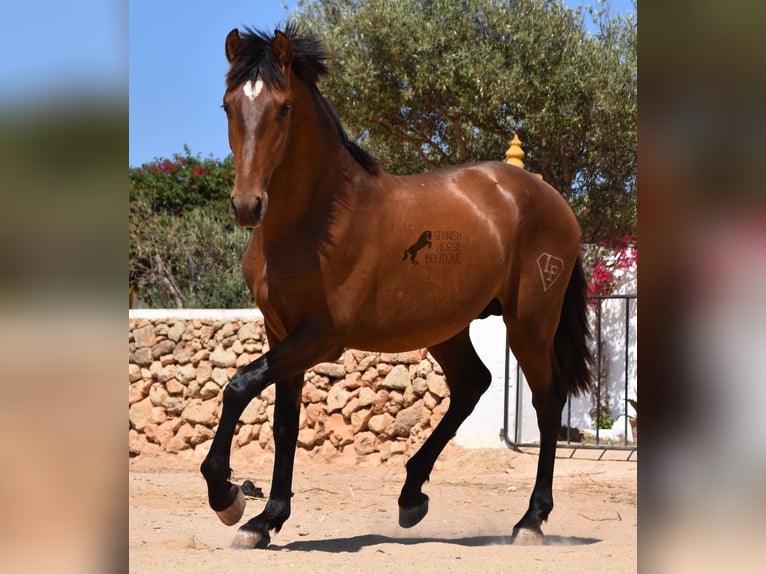 Andalusiër Hengst 1 Jaar 166 cm Bruin in Menorca