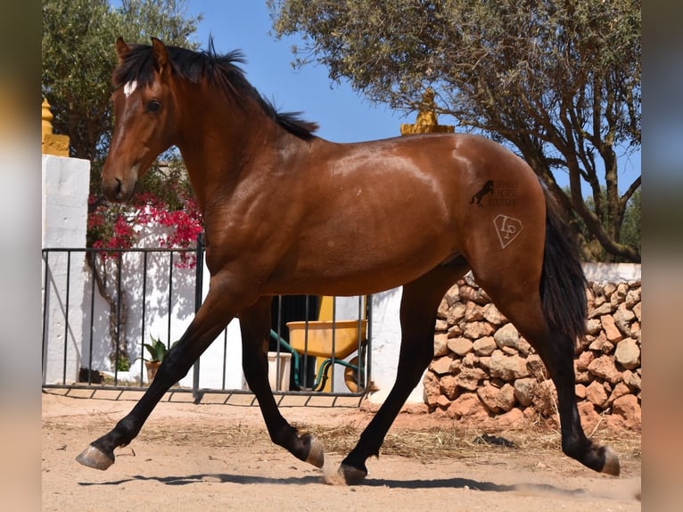 Andalusiër Hengst 1 Jaar 166 cm Bruin in Menorca