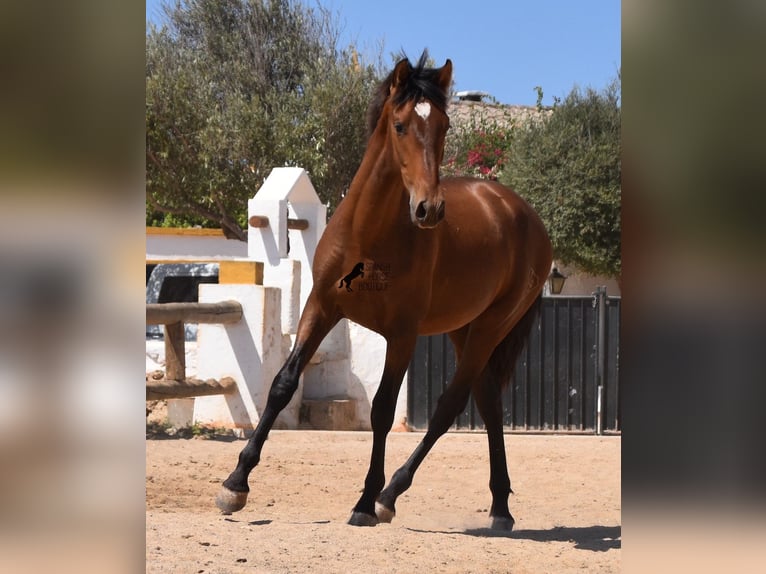 Andalusiër Hengst 1 Jaar 166 cm Bruin in Menorca