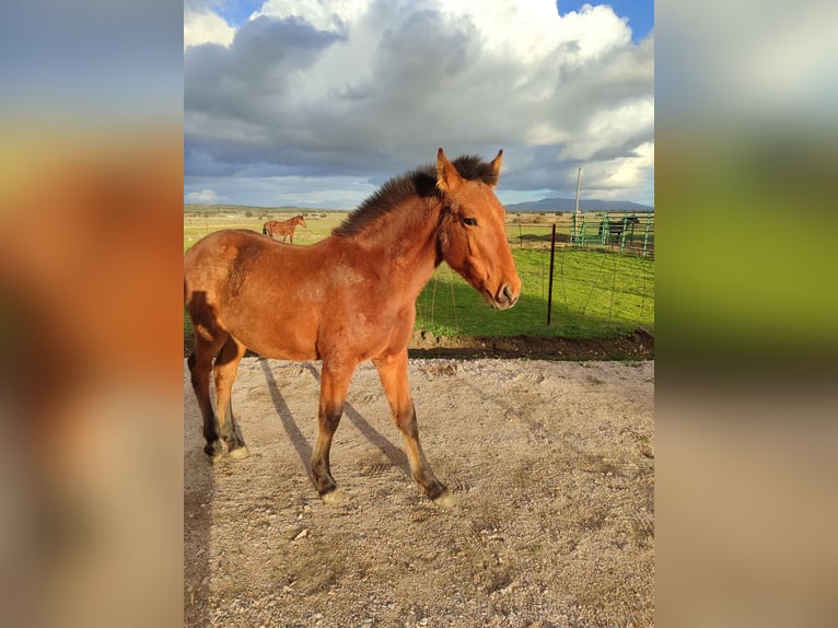 Andalusiër Hengst 1 Jaar 168 cm Bruin in Caceres