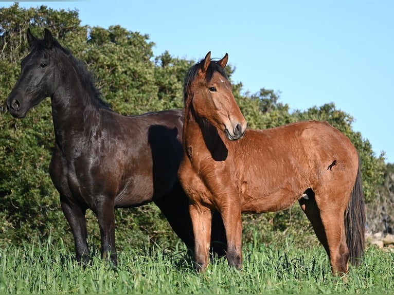 Andalusiër Mix Hengst 1 Jaar 168 cm Bruin in Menorca