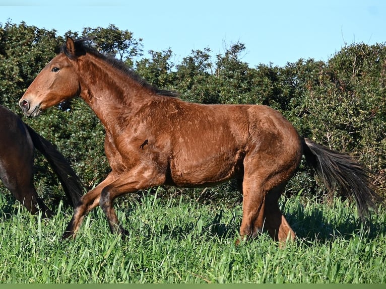 Andalusiër Mix Hengst 1 Jaar 168 cm Bruin in Menorca