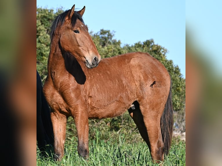 Andalusiër Mix Hengst 1 Jaar 168 cm Bruin in Menorca