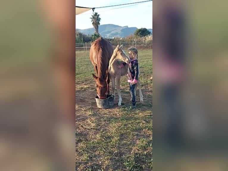 Andalusier Hengst 1 Jahr 135 cm Palomino in Barcelona